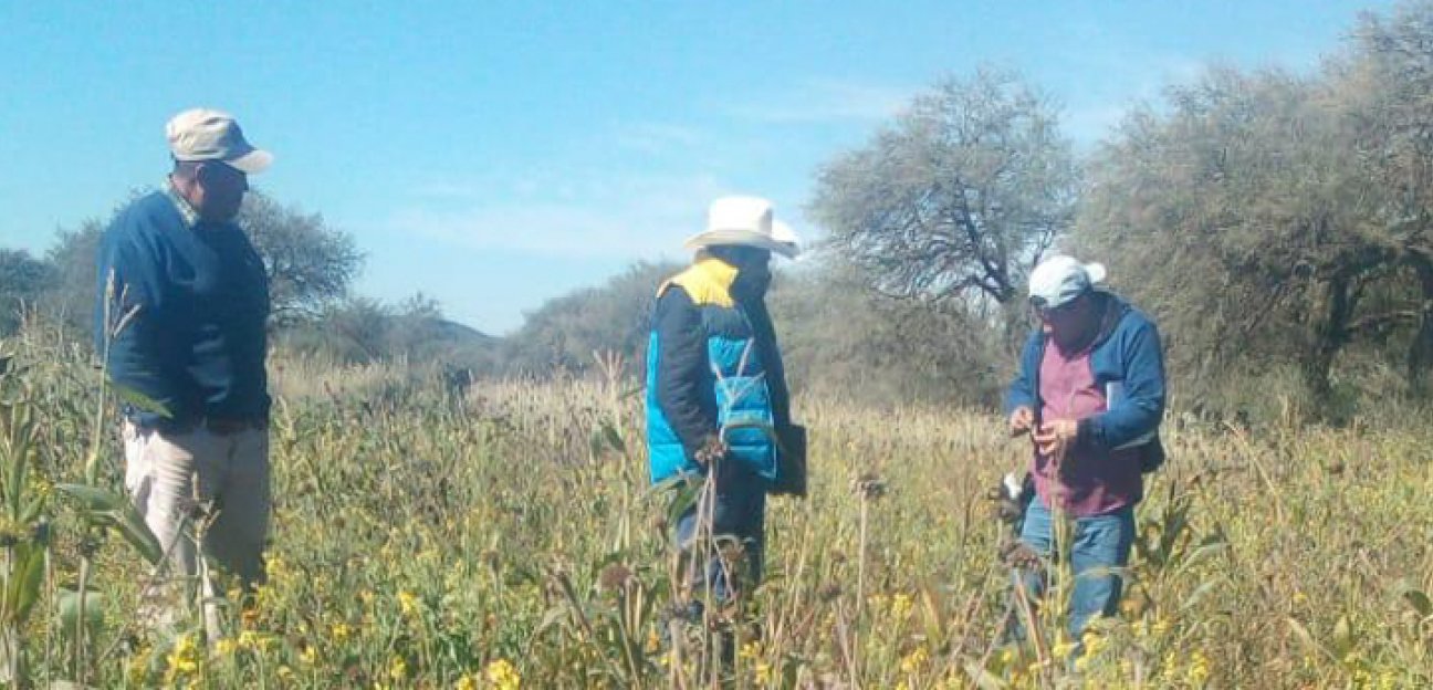 Se brindará apoyo a cultivos afectados por bajas temperaturas 