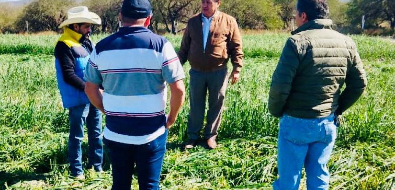 Alcalde de Soledad evalúa daños a cultivos por heladas 