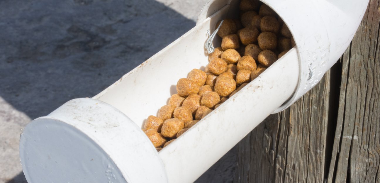 Arranca programa ComeDOG 2019 