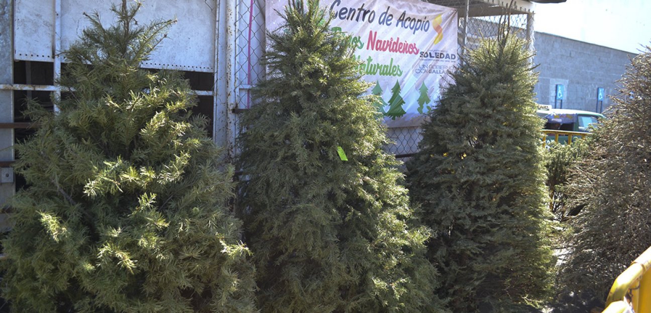 Alistan centros de acopio para árboles davideños