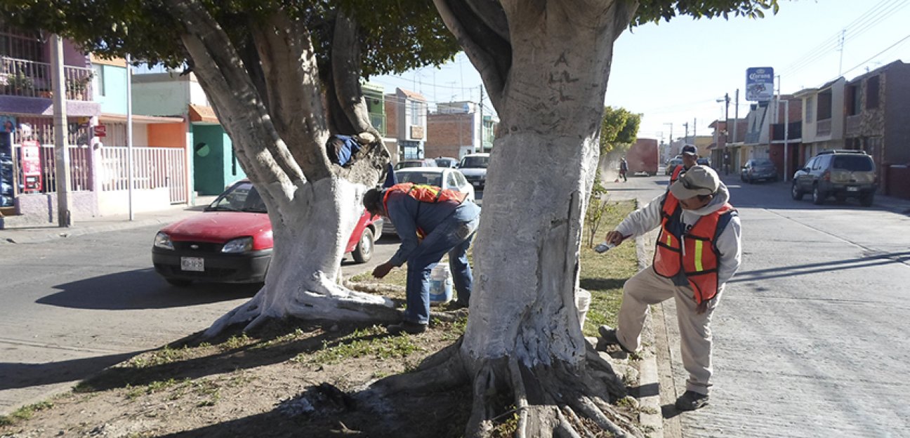 Coordinan acciones ante ráfagas de viento en Soledad