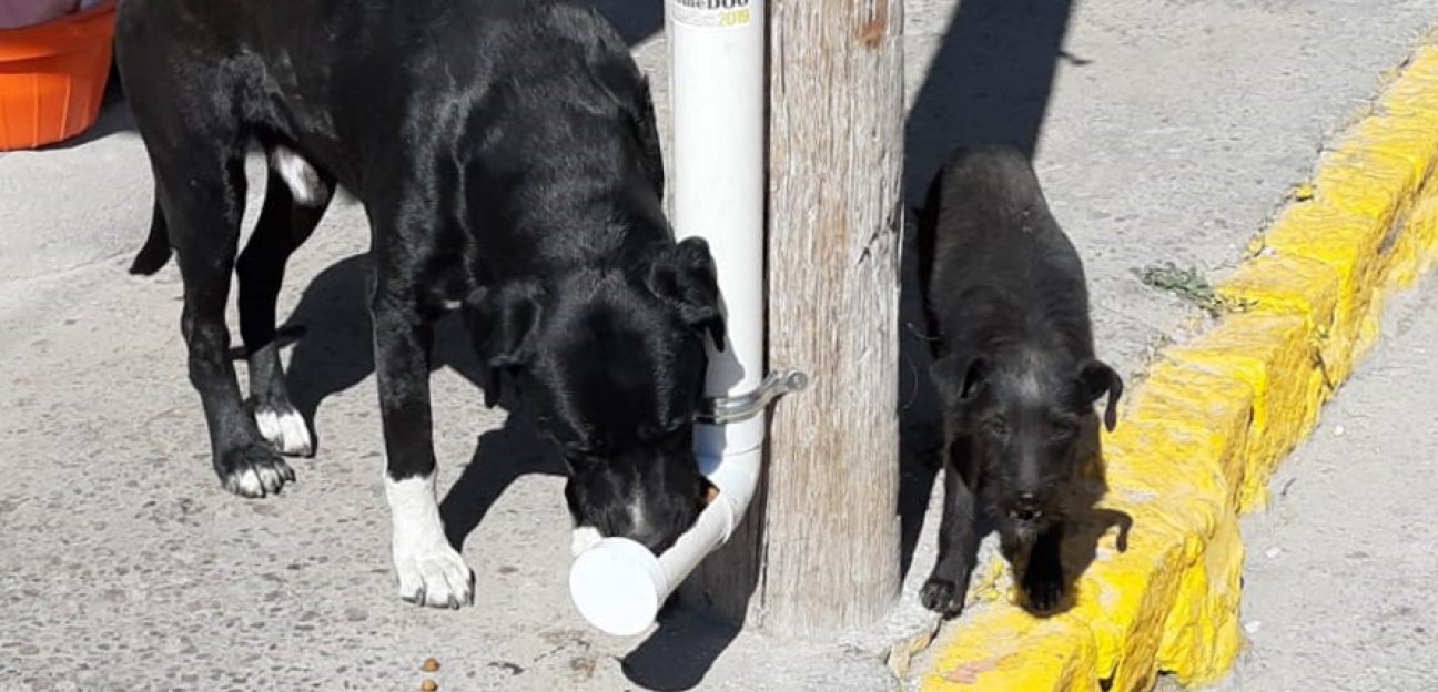 15 comedores forman parte del programa ComeDog