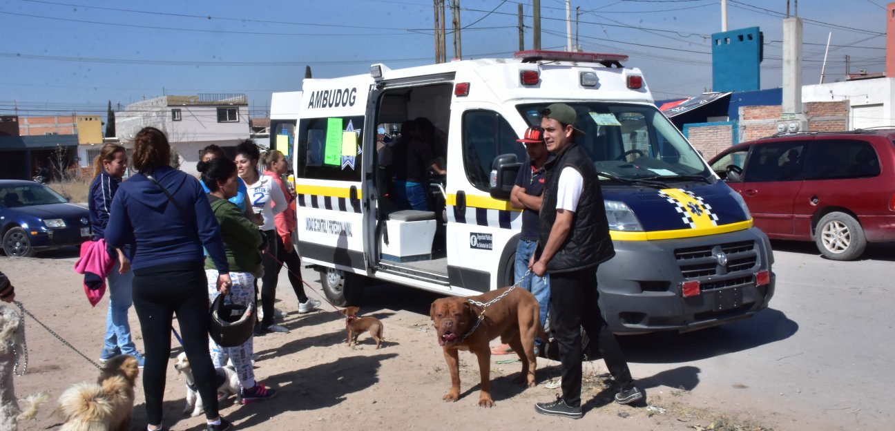Más de 20 mil dosis de vacunas antirrábicas serán amplicadas en el Ambudog