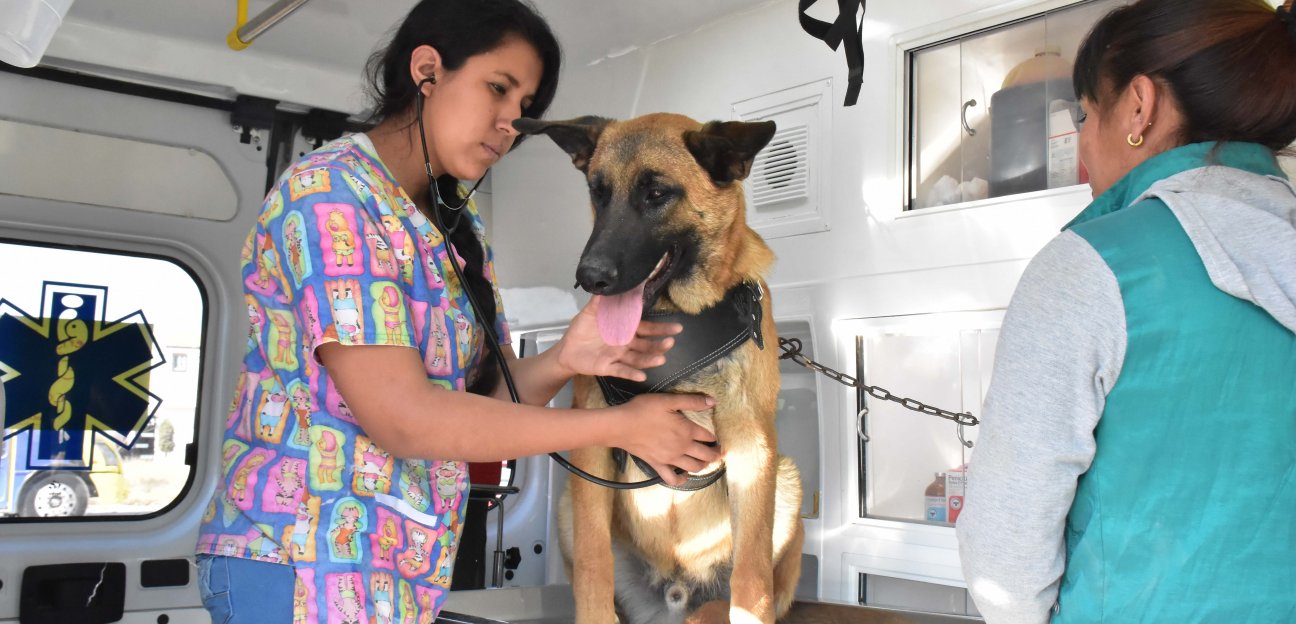 Más de 150 vacunas antirrábicas ha aplicado la Ambudog