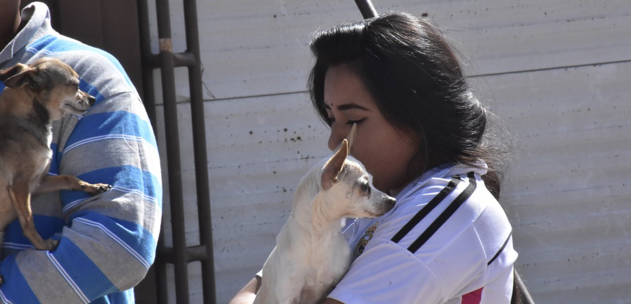 17 cachorros fueron dados en adopción a través de Ambudog
