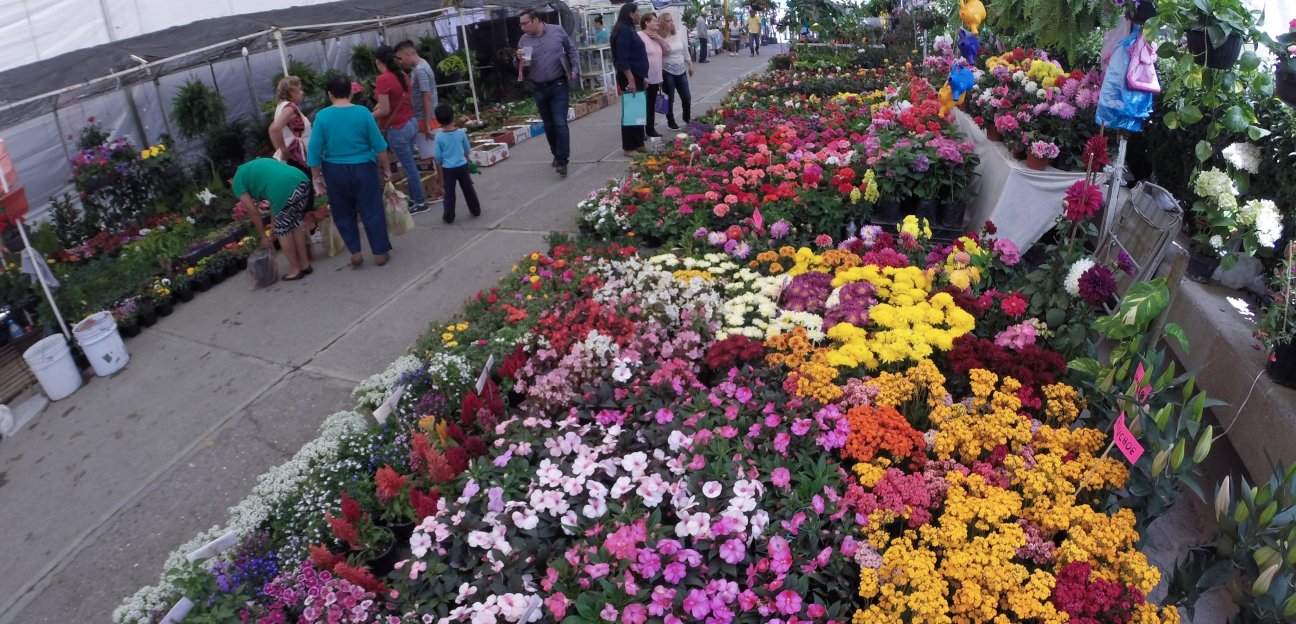 Más de 50 productores participarán en la Séptima Edición de la Feria de las Flores