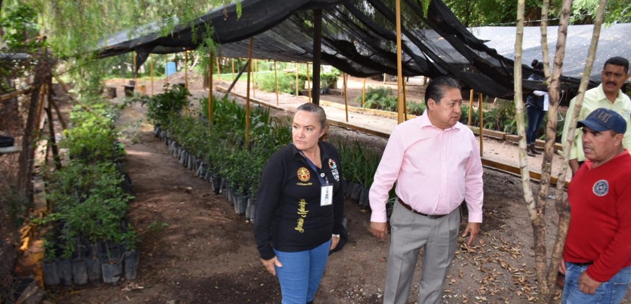 Fortalecimiento de vivero municipal beneficiará reforestación en colonias soledenses