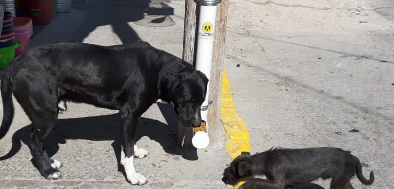 Se buscará fortalecer programa ComeDog