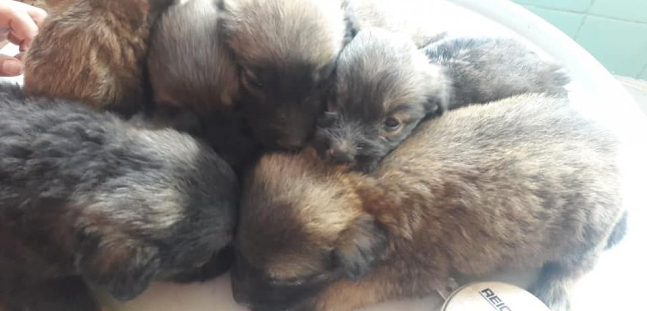 Más de 35 mascotas han logrado ser adoptados como parte de las acciones del Ambudog