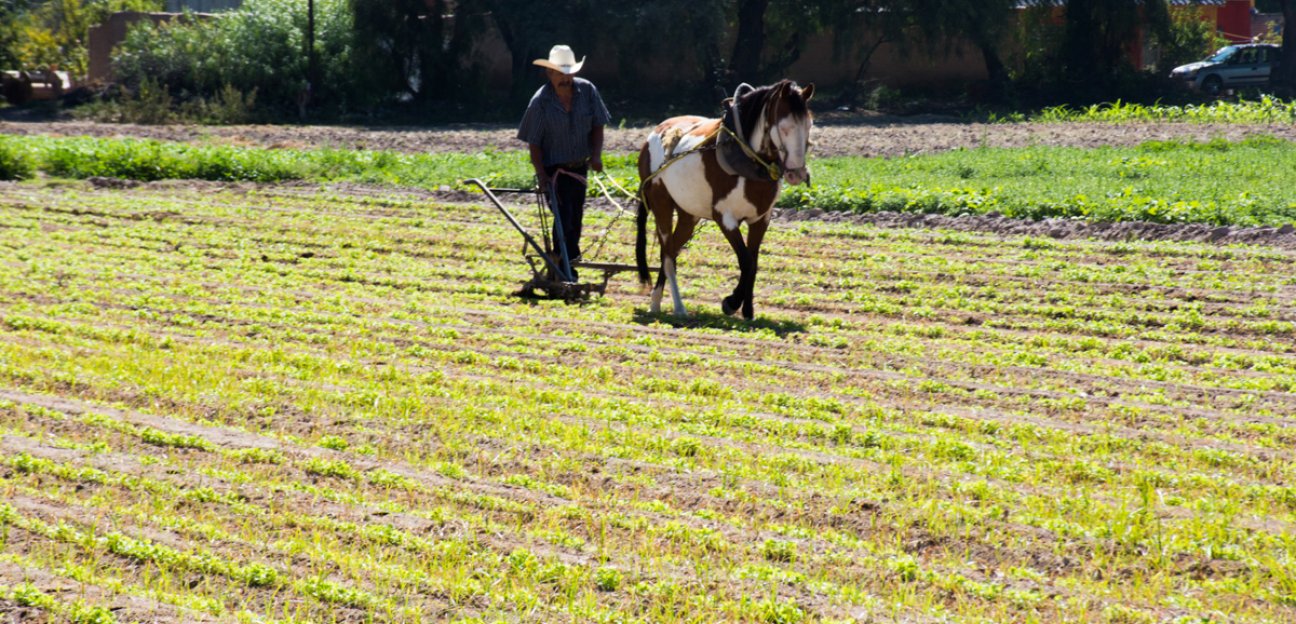 Agricultores soledenses recibirán apoyo por afectaciones a causa de la sequía
