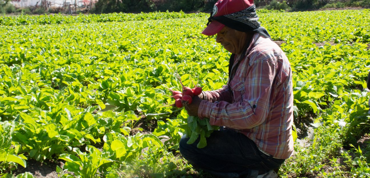 Sin afectaciones en campo soledense por bajas temperaturas
