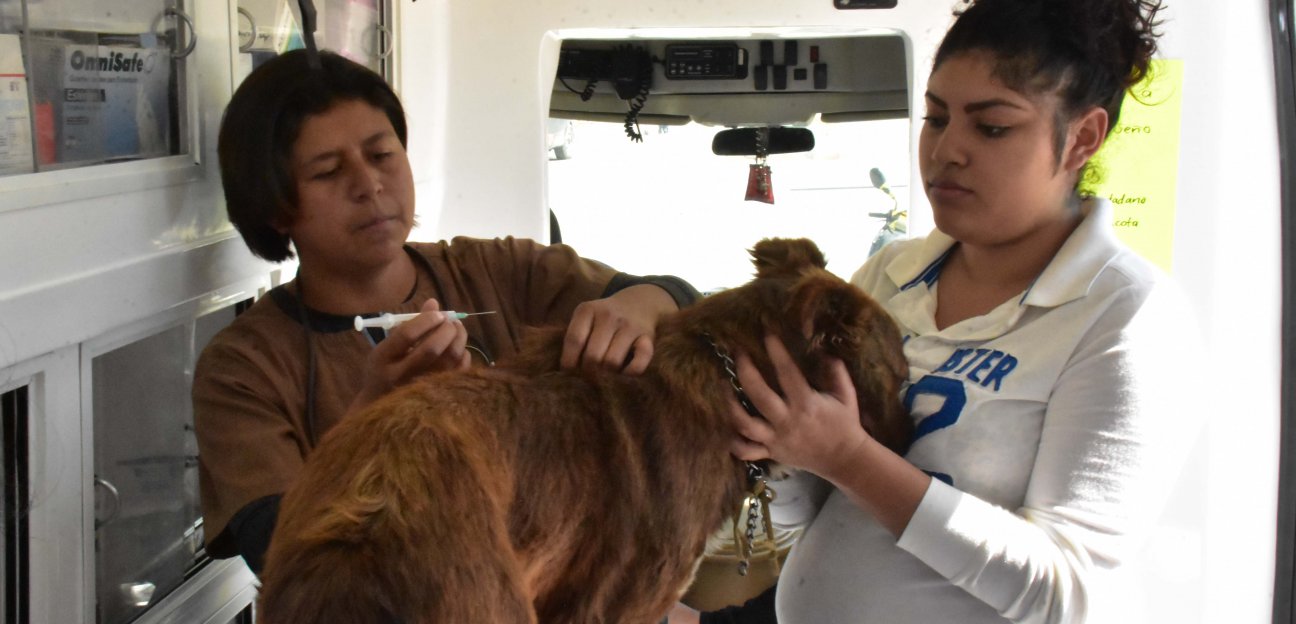 Proyecto de Bienestar Animal buscará proteger e insertar a canes en tareas sociales