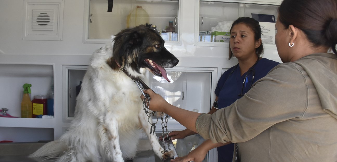 Proyectan segunda unidad móvil "Ambudog" para atención médica de animales domésticos