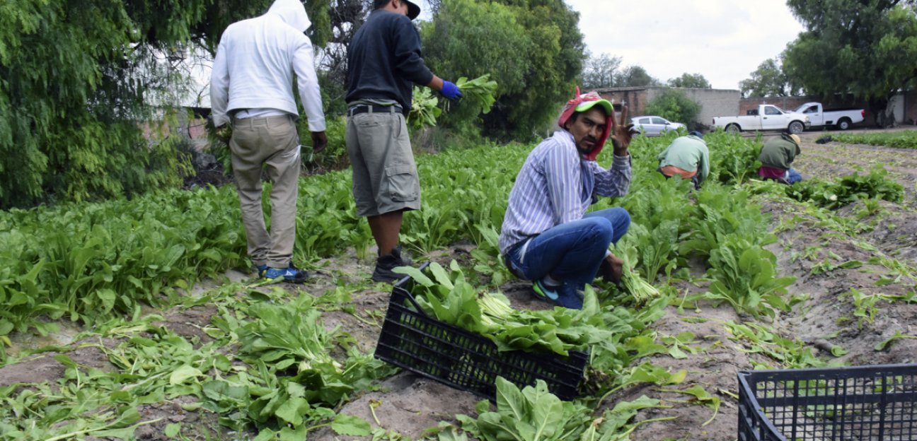 Recientes lluvias han beneficiado al campo soledense