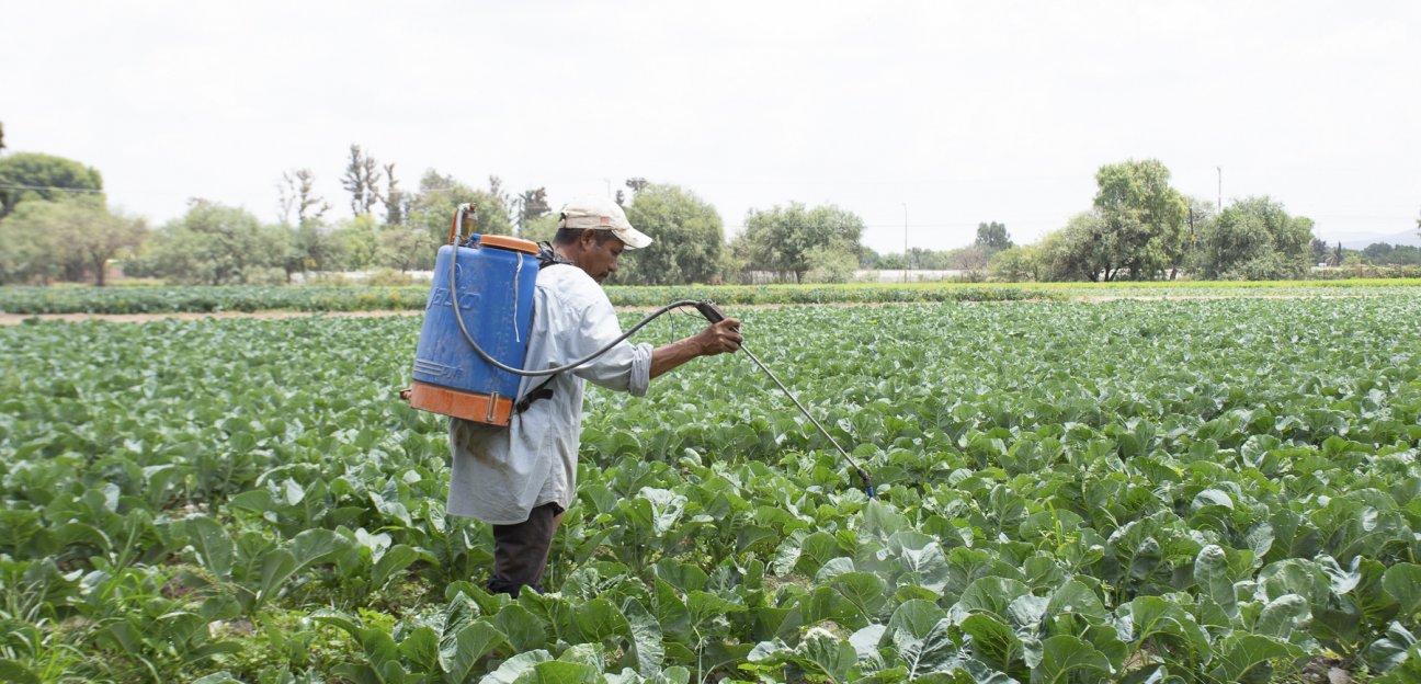 Productores agrícolas soledenses continúan trámite para acceder a seguro catastrófico ante pandemia