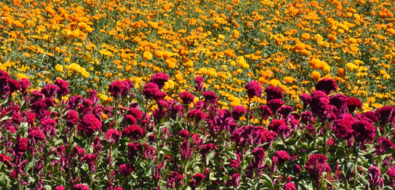 Producción de Cempasúchil se redujo al 50% ante contingencia sanitaria