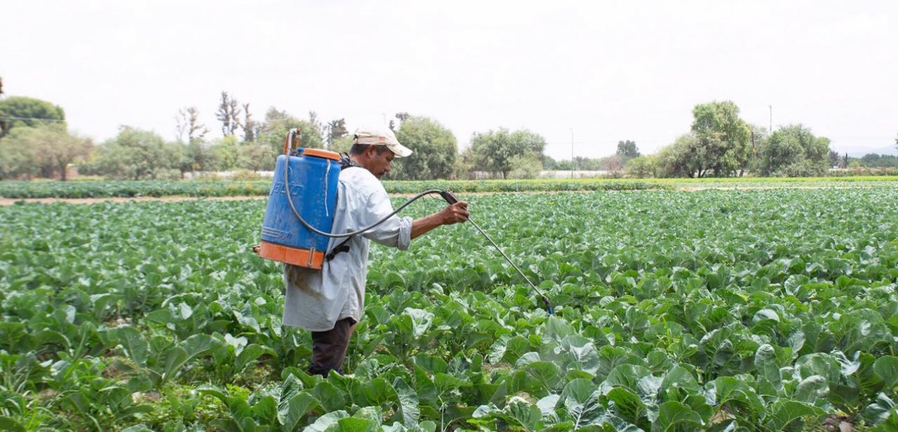 Bajas temperaturas podrían causar afectaciones en cultivos de forraje