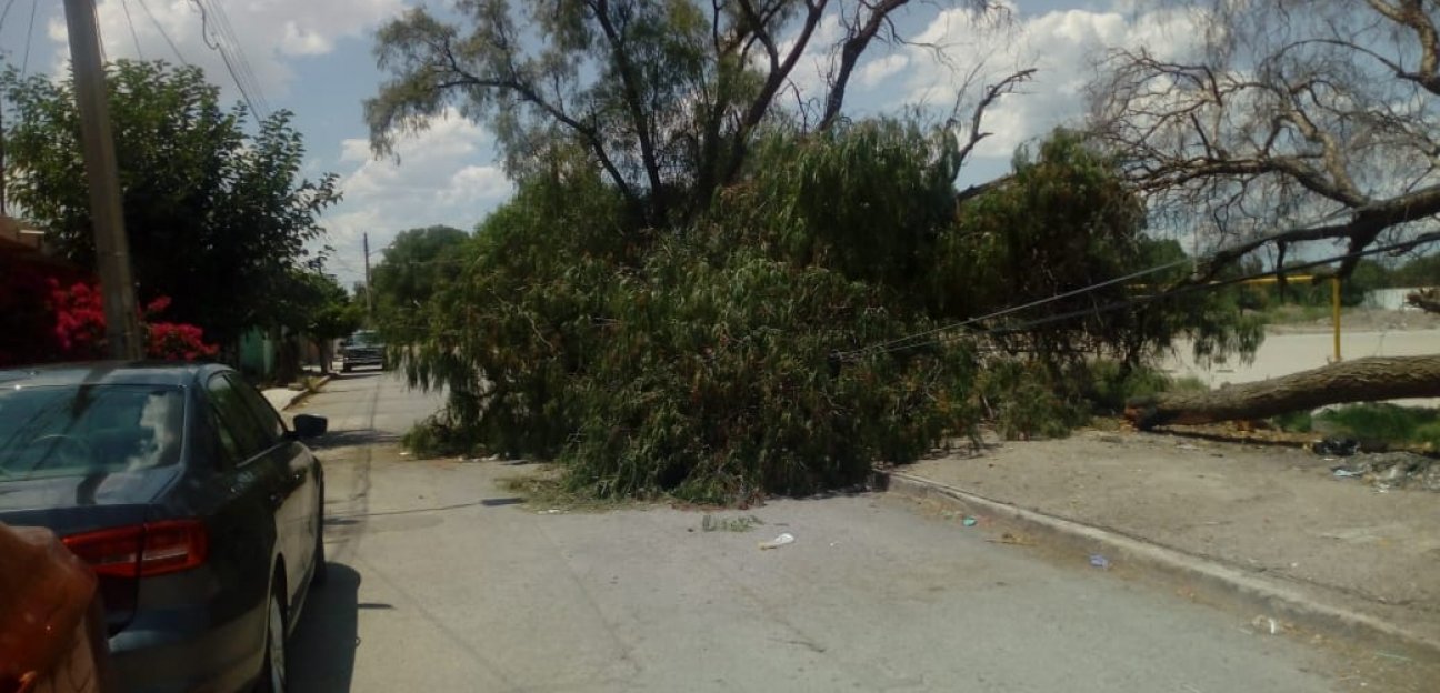 PC atendió reportes de fuertes vientos para evitar daños