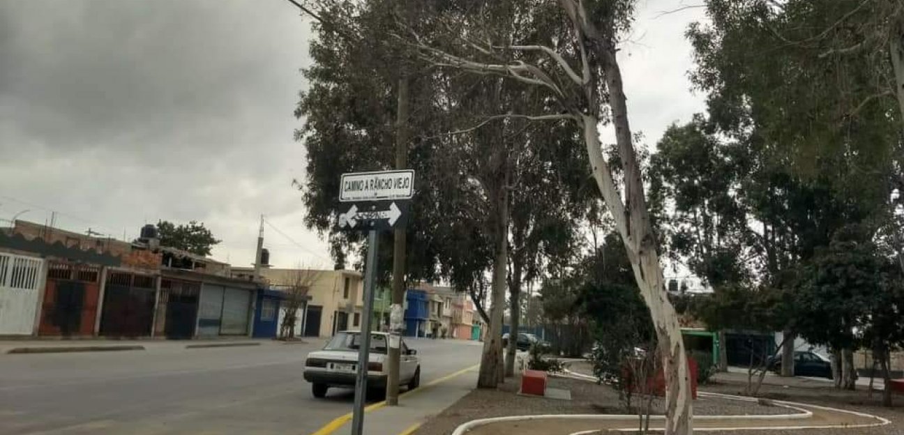 Trabajo preventivo en atención a árboles en riesgo de caer ha permitido evitar riesgos y afectaciones a la población