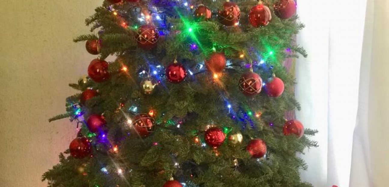 Árboles navideños serán recibidos en centros de acopio para su reutilización