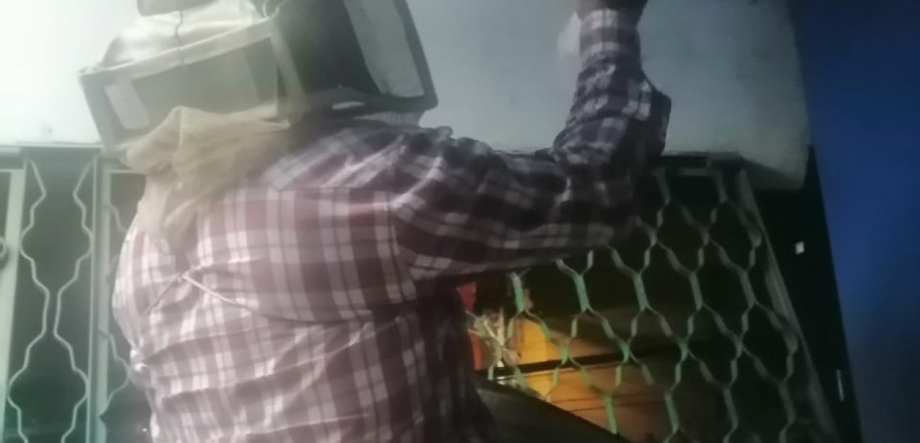 Se exhorta a la población a reportar enjambres de abejas a Protección Civil 