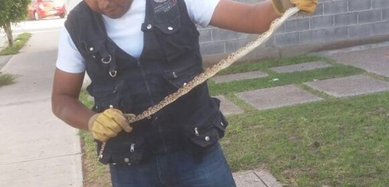 Protección Civil de Soledad alerta por presencia de serpientes y reptiles durante la temporada de calor 