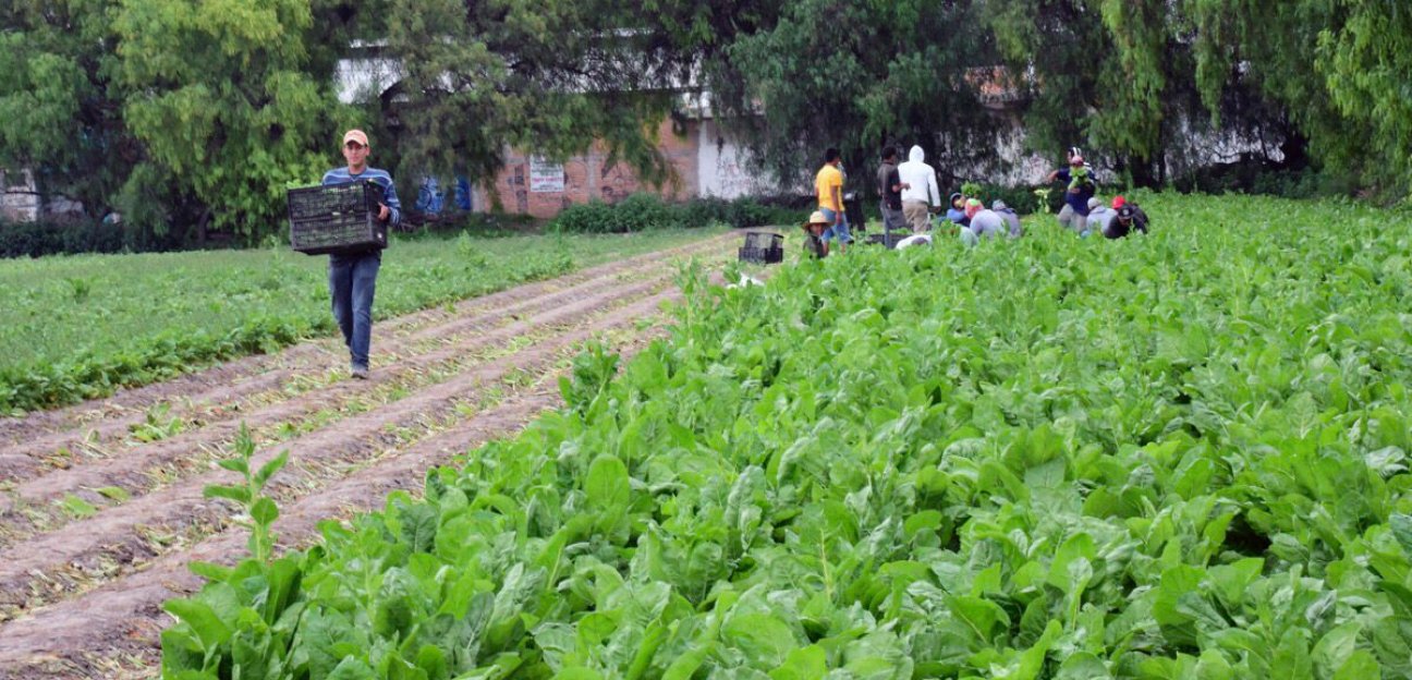 Ayuntamiento de respaldará a campesinos y asociaciones agrícolas