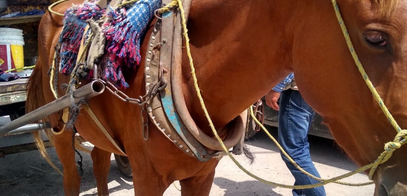 En Soledad se mantiene prohibición de carretas jaladas con tracción animal