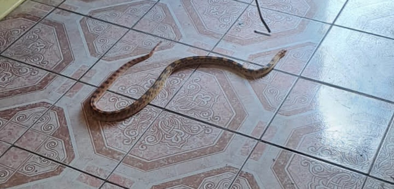 Protección Civil Municipal de Soledad resguardó una víbora encontrada en un domicilio de la colonia La Lomita