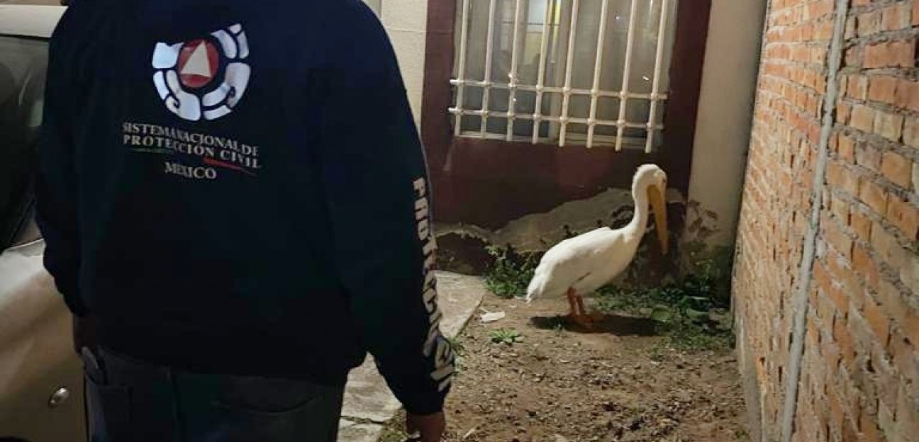 Protección Civil de Soledad aseguró y resguardó a un pelícano 