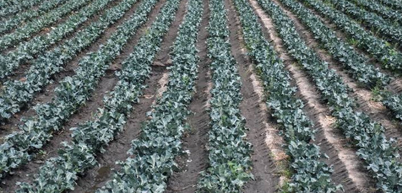 Fomento Agropecuario de Soledad se mantiene alerta ante bajas temperaturas registradas en el municipio