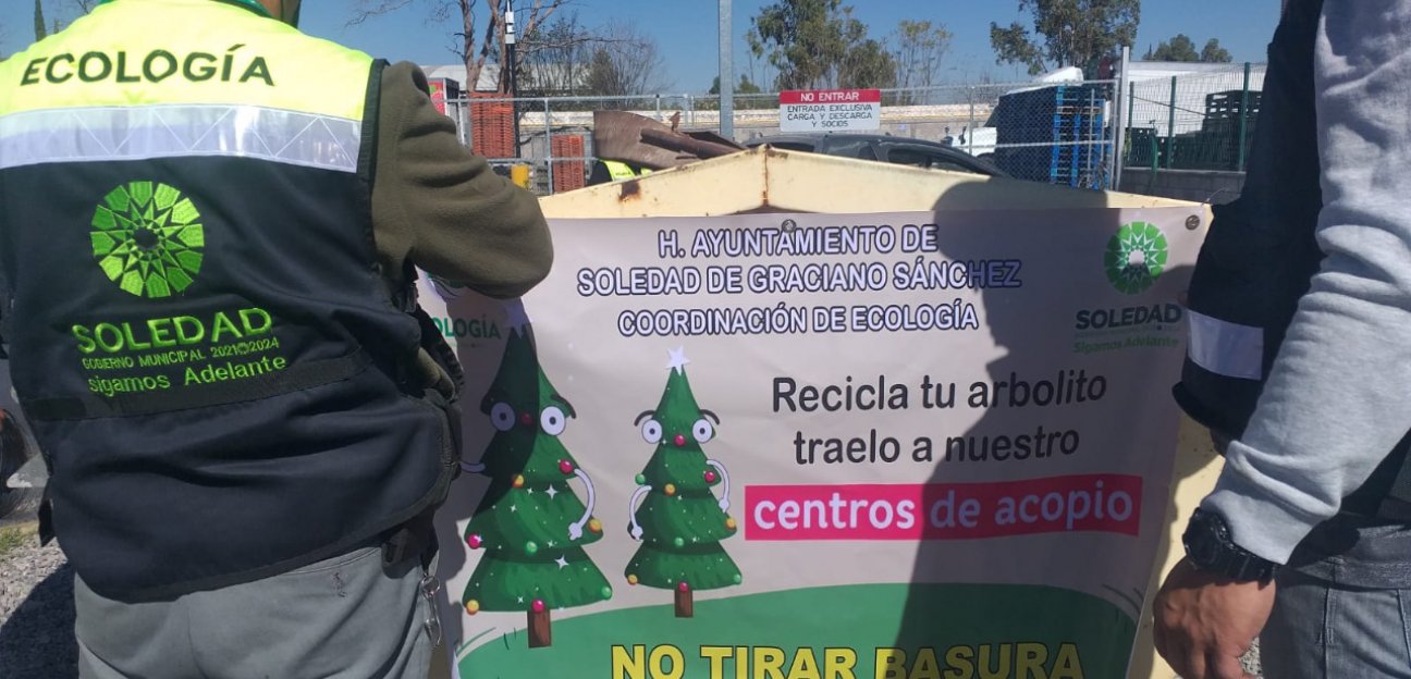 Invitan a los soledenses a depositar sus pinos navideños en los centros de acopio que se habilitaron a partir de este martes