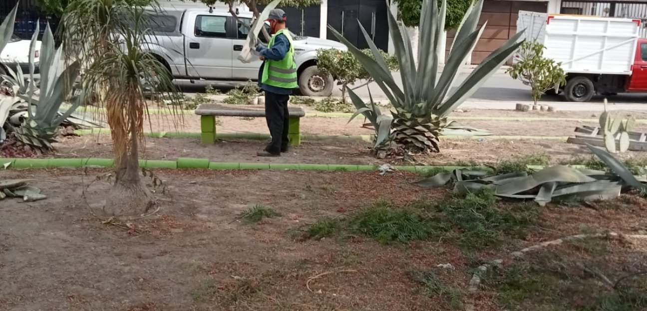 La dirección de Servicios Municipales de Soledad, dio mantenimiento al área verde de San Francisco de Asís