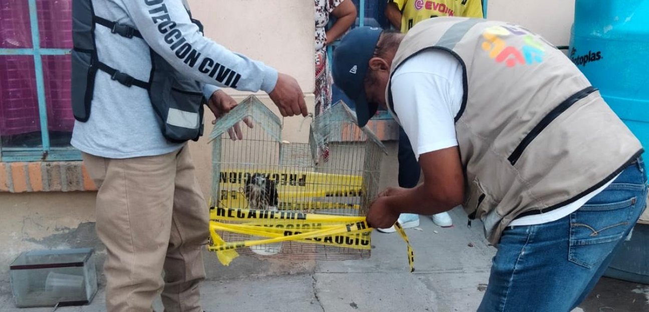 Protección Civil de Soledad rescata y resguarda águila, en colonia La Sierra