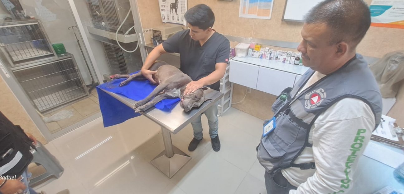 Protección Civil de Soledad presta auxilio inmediato a perro atorado en barandal