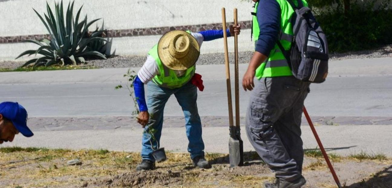 Con resultados, programa de reforestación permanente en Soledad de G.S.