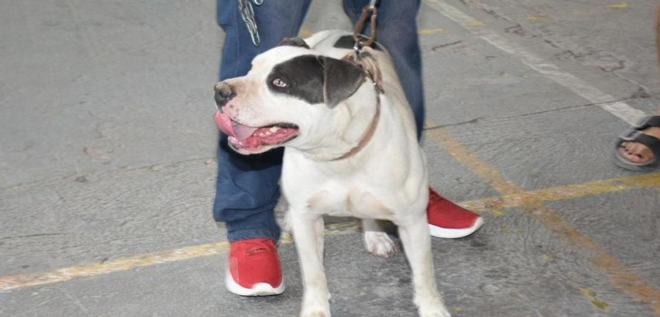 Se retoman jornadas de vacunación antirrábica y esterilización de mascotas en Soledad