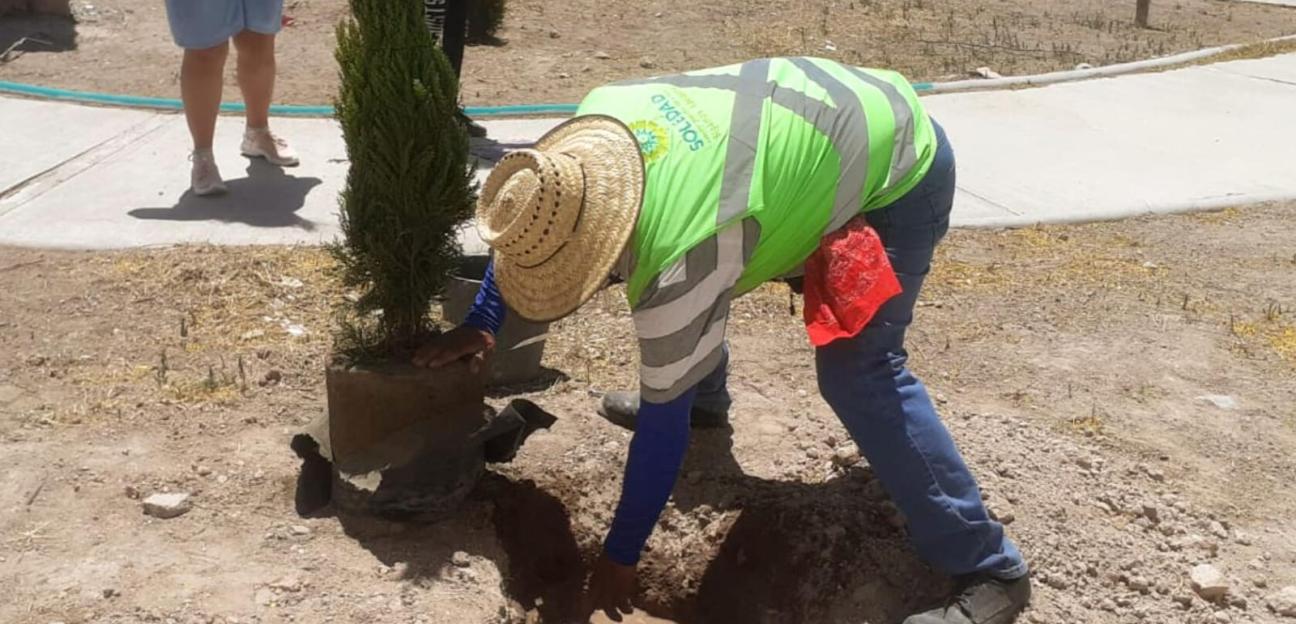 Suman más de 100 nuevo árboles plantados en Soledad de G.S., en último semanas