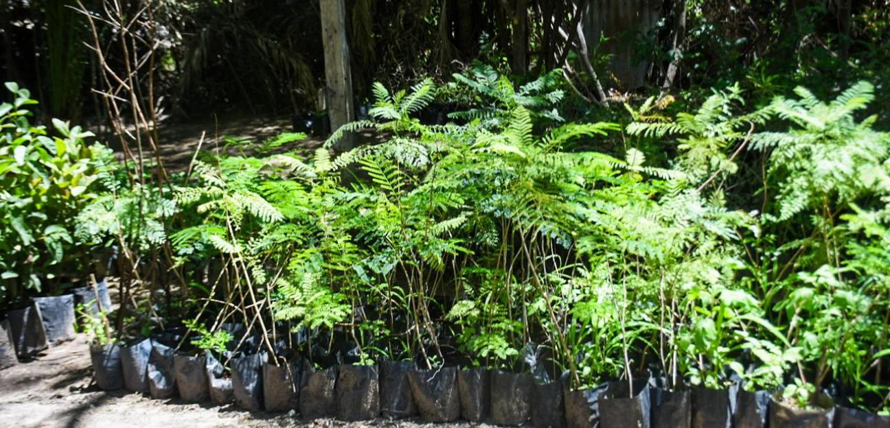 Con una reserva de 4 mil ejemplares, municipio de Soledad prepara campaña de reforestación