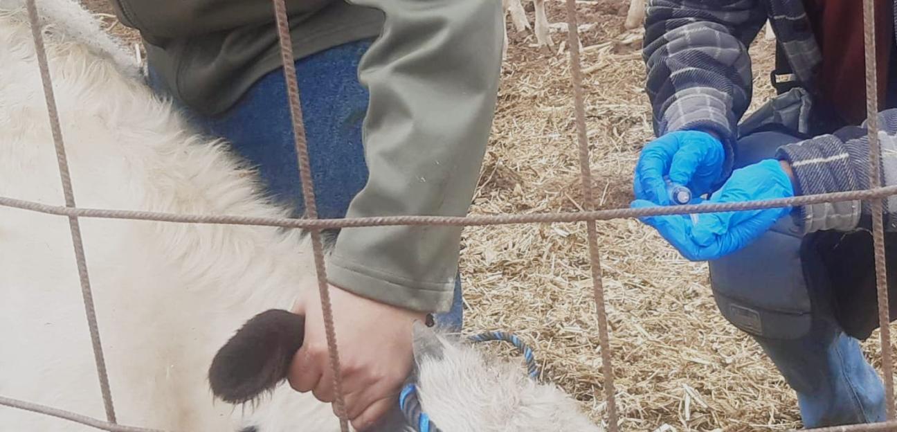 Ayuntamiento de Soledad fortalece al sector ganadero con vacunación contra brucelosis