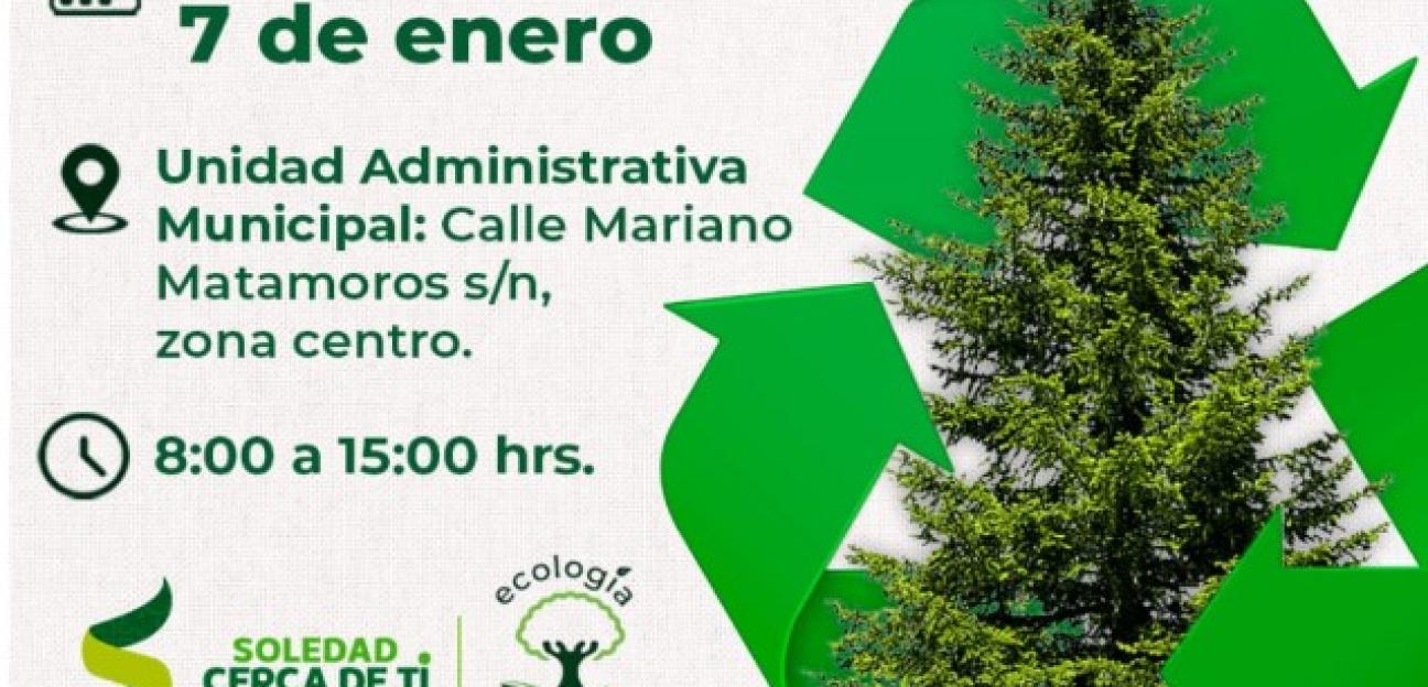 Ayuntamiento de Soledad habilita centro de acopio de árboles navideños naturales