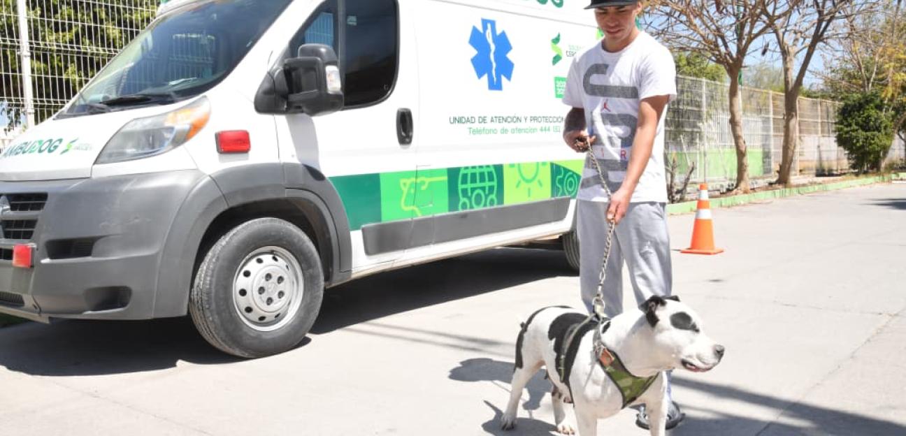 Con vacunación antirrábica, Soledad sostiene estrategia de salud preventiva animal