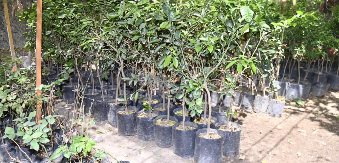 Gobierno de Soledad prepara jornadas de reforestación en conjunto con comunidades estudiantiles