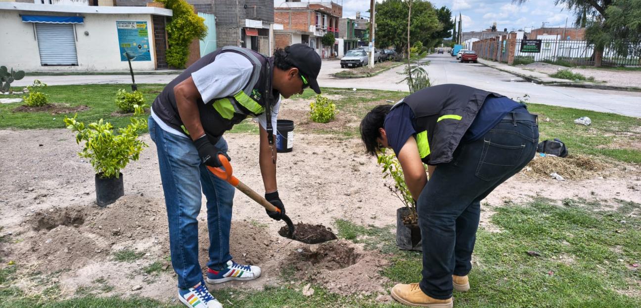 Con jornadas de reforestación, Ayuntamiento de Soledad promueve el cuidado del medio ambiente