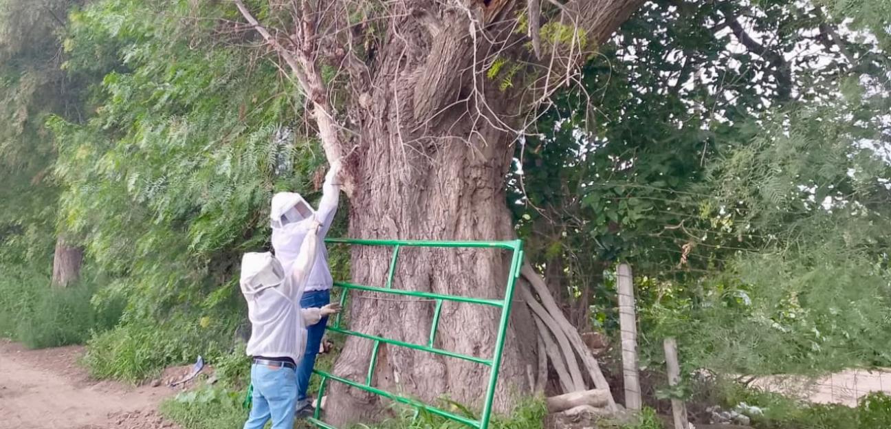 Protección Civil de Soledad exhorta a evitar manipular enjambres y solicitar apoyo especializado